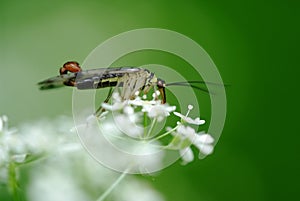 Scorpionfly (Panorpa communis)