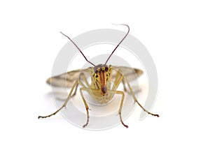 Scorpionfly portrait