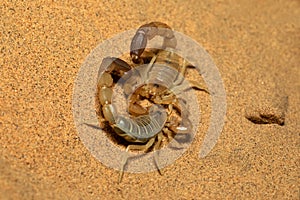 Scorpions fighting with sting upright, Androctonus sp., Rajasthan