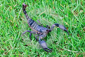 Scorpions on the grass detail animal