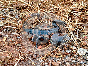 Scorpions are a group of animals with eight legs in the order Scorpiones, class Arachnida