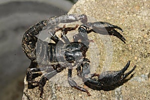 Black Scorpions are predatory arachnids of the order Scorpiones. India photo