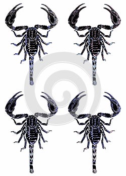 Scorpions are predatory arachnids of the order Scorpiones. photo