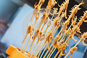 Scorpions on sticks being served as food in China