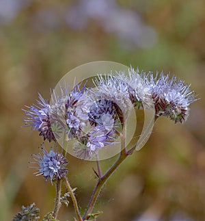 Scorpionweed Phacelia tanacetifolia