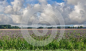 scorpionweed resp.Phacelia tanacetifolia in Rhineland,Germany