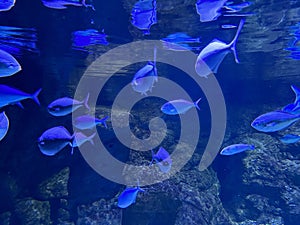 Scorpis in the aquarium, underwater life.