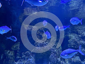 Scorpis in the aquarium, underwater point of view.