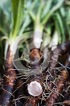 Scorzonera hispanica, black salsify root close up, freshly harvested and dirty with soil