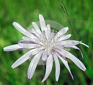 Scorzonera purpurea or Podospermum purpureum in Alps