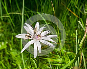 Scorzonera rosea flower on blurred green background. Bee collecting pollent from a white flower