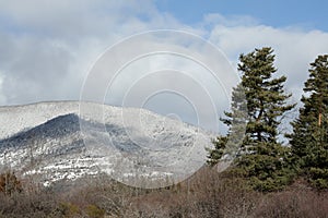 Scot pine in winter