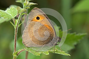 The Scotch Argus butterfly Erebia aethiops.