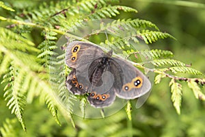 Scotch argus - Erebia aethiops - butterfly