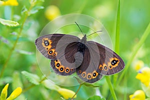 The Scotch argus Erebia aethiops found in meadows in Europe