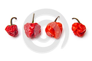 Scotch bonnet chili peppers