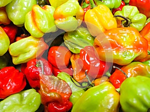 Scotch Bonnet Chilli Peppers