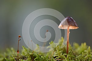 Scotch Bonnet (Marasmius oreades) in backlight