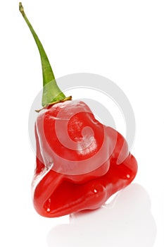 Scotch bonnet pepper