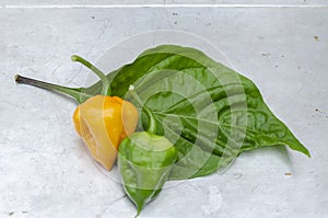 Scotch Bonnet peppers And Leaf