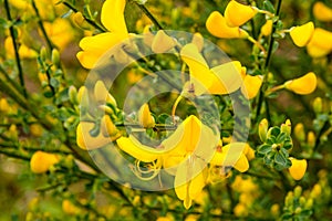 Scotch broom in blossom