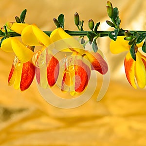 Scotch Broom Cytisus scoparius flower