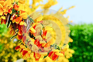 Scotch Broom Cytisus scoparius flowers