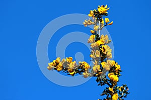 Scotch broom, or Cytisus scoparius flowers at springtime