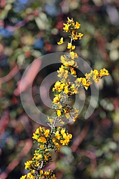 Scotch broom, or Cytisus scoparius flowers at springtime