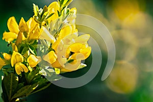 Scotch Broom; English Broom; Common Broom Cytisus scoparius, Sarothamnus scoparius in bloom, California