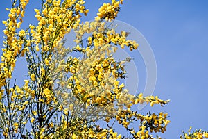 Scotch Broom; English Broom; Common Broom Cytisus scoparius, Sarothamnus scoparius in bloom; Santa Cruz Mountains, California