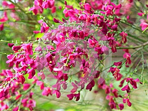 Scotch broom ornamental shrub Boskoop Ruby in full bloom