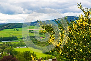 Scotch broom in Scotish landscape