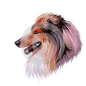 Scotch collie pet with long fur, furry domestic animal sticking out tongue pet hand drawn portrait. Graphic clip art design of