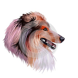 Scotch collie pet with long fur, furry domestic animal sticking out tongue pet hand drawn portrait. Graphic clip art design of