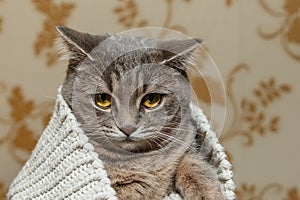The Scotch Grey Cute Cat is Sitting in the Knitted White Sweater.Beautiful funny Look.Animal Fauna,Interesting Pet.