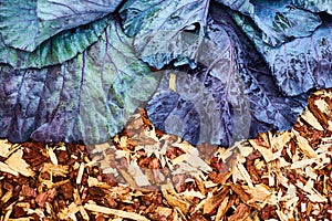 Red cabbage leaves. Autumn harvest. Farm exhibition