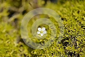 Scotch moss Aurea photo