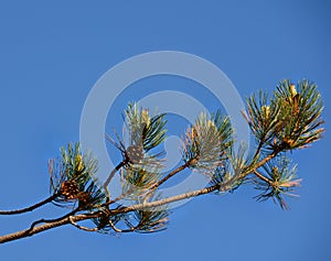 Scotch Pine branch against blue sky photo