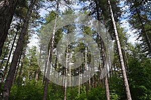 Scotch pine forest, Genk Belgium