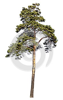 Scotch pine tree. Isolated on white background