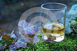 Scotch single malts or blended whisky spirits in glasses with water of river Spey on background, Scotland