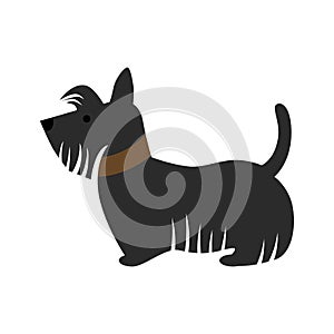 scotch terrier dog.