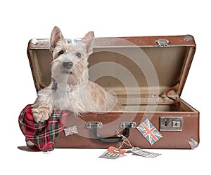 Scotch terrier puppy sitting in a vintage suitcase with tags of Scottish airports and the British flag