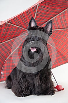 Scotch terrier with umbrella isolated on white