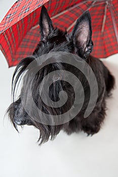 Scotch terrier with umbrella isolated on white