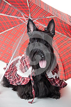 Scotch terrier with umbrella isolated on white