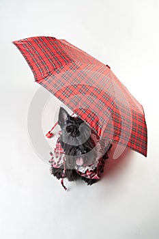 Scotch terrier with umbrella isolated on white