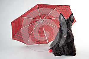 Scotch terrier with umbrella isolated on white