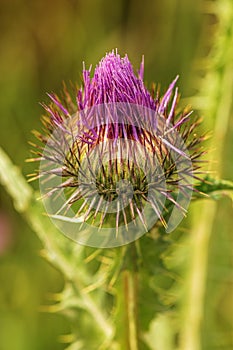 Scotch thistle (Onopordum acanthium) a uncultivated flowering plant